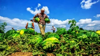 Çiftçiyi perişan ,Yıllık artış yüzde 134,96 oldu.